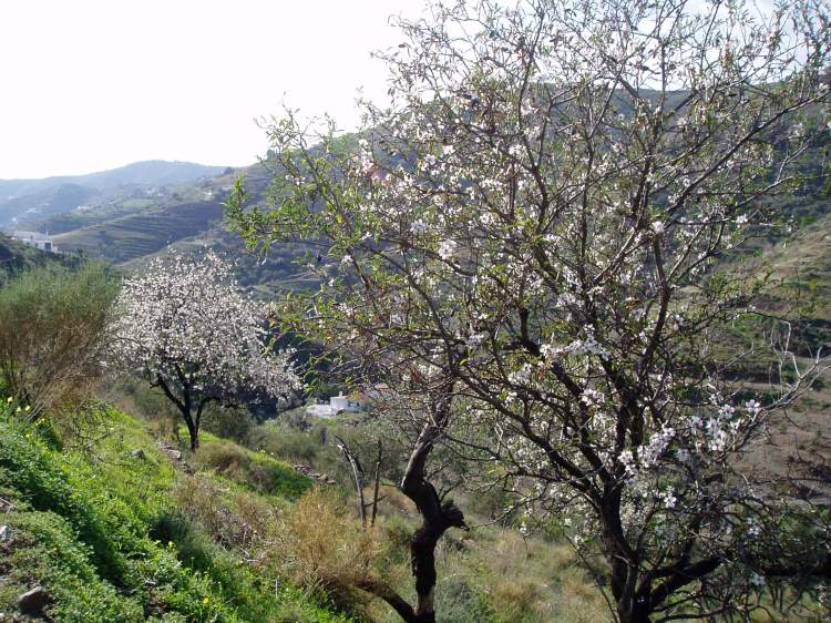 Almond trees in blossom in Andalucía