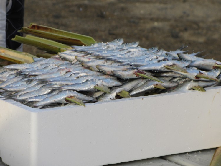 Sardines ready to cook on the wood fires