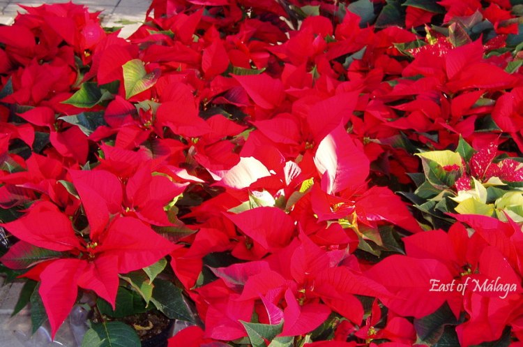 Poinsettias in Spain around Christmastime