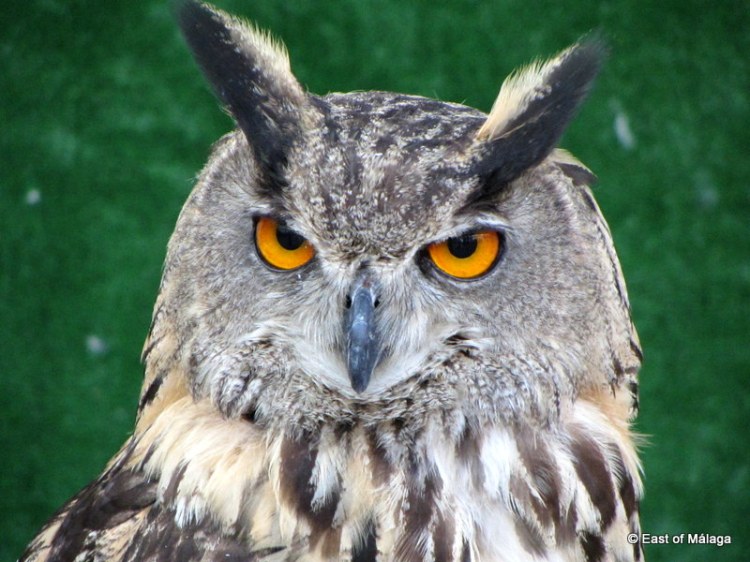 Eagle Owl at medieval market in Torrox pueblo