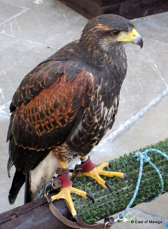 Bird of prey at the medieval market in Torrox, east of Malaga