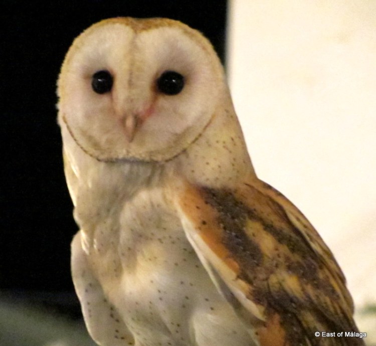 Flying free: Barn owl at medieval market in Torrox pueblo