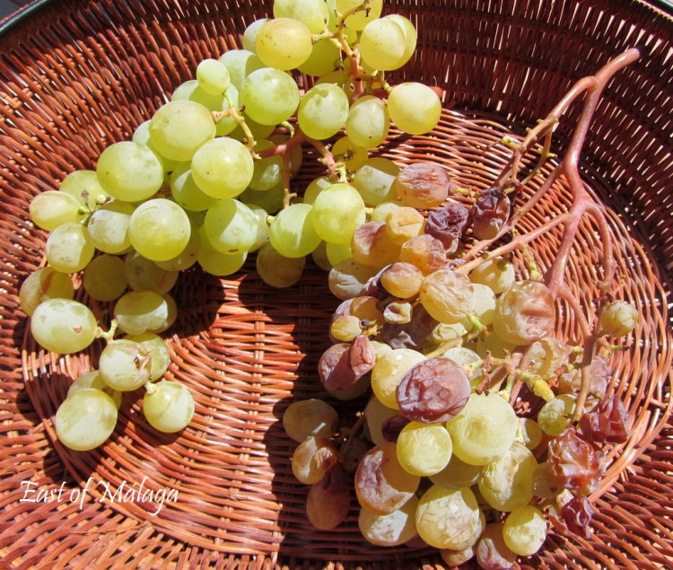 Just-picked grapes from our own vines Just-picked grapes from our own vines