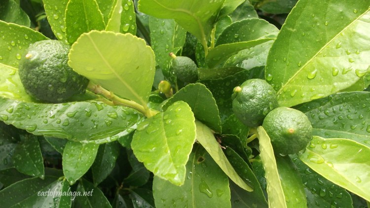 Baby lemons growing on the tree after the rain