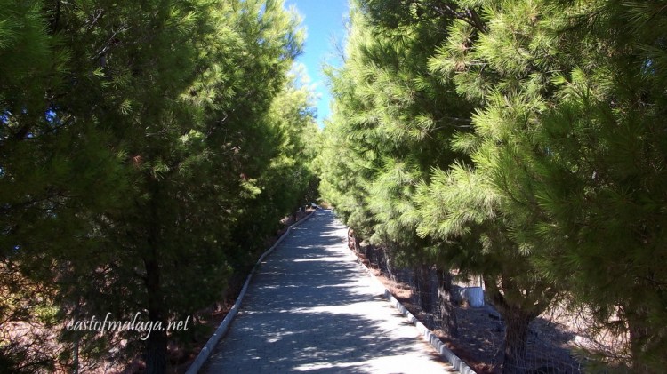 Avenue of pine trees leading to the Buddhist Stupa, Vélez-Málaga, Spain