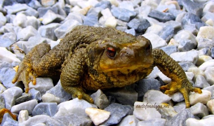 Garden toad, Spain