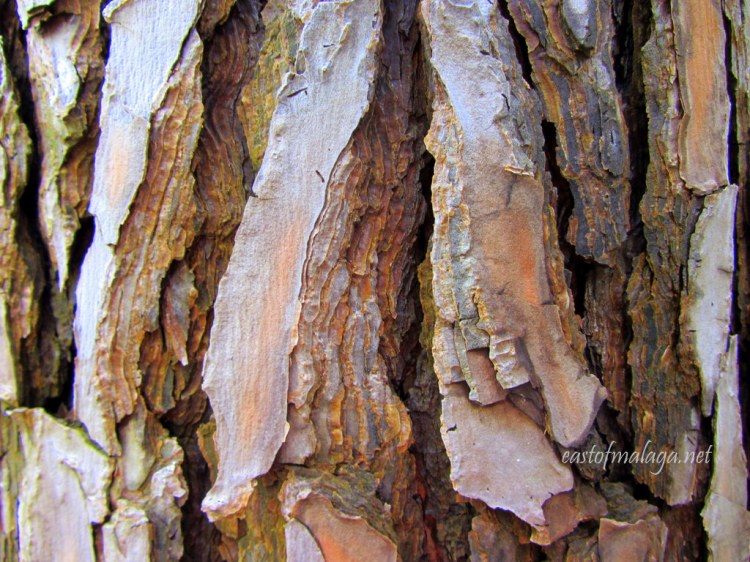 Tree bark texture at the Jardin Concepcion, Málaga. 