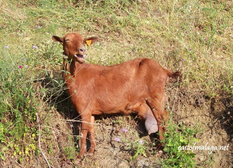 Goat on a hillside outside Cómpeta, Andalucía, Spain