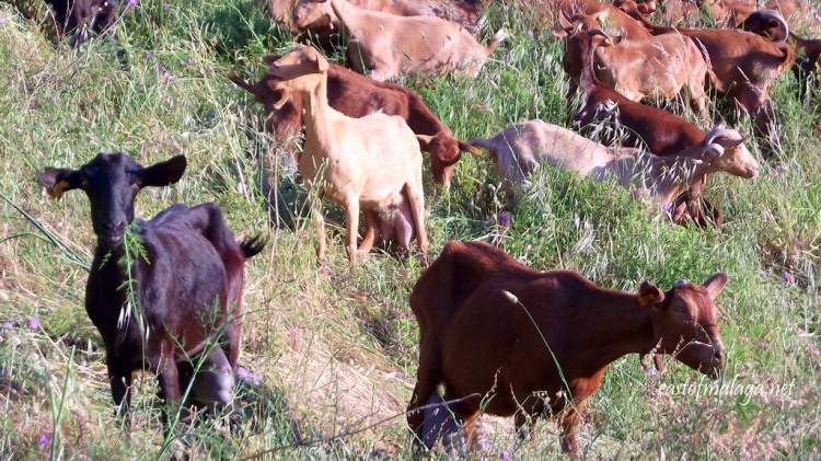 Goats on the hillside outside Cómpeta, Andalucía, Spain