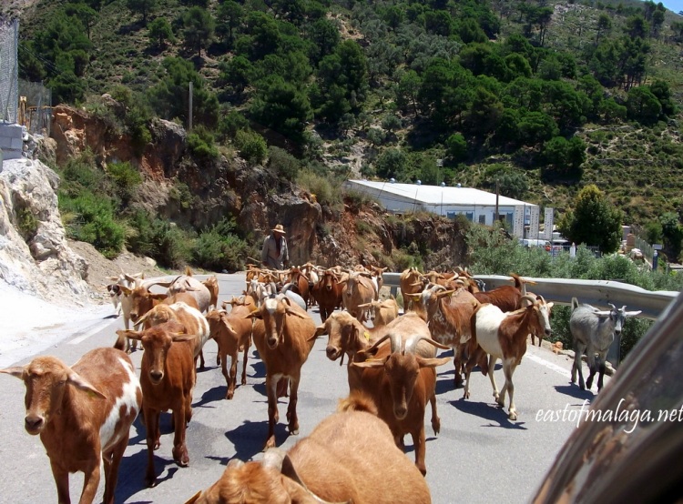 Goats on the road to Cómpeta, Andalucía, Spain