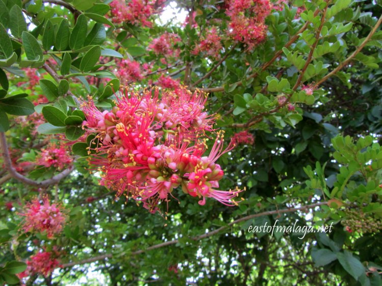 Tree in flower at Jardin Concepcion, Malaga 
