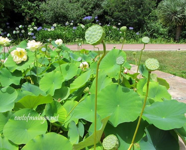 Jardin Concepcion, Malaga