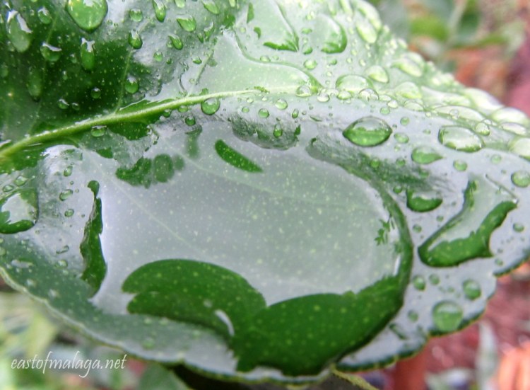 Raindrops pooling on a lime tree leaf