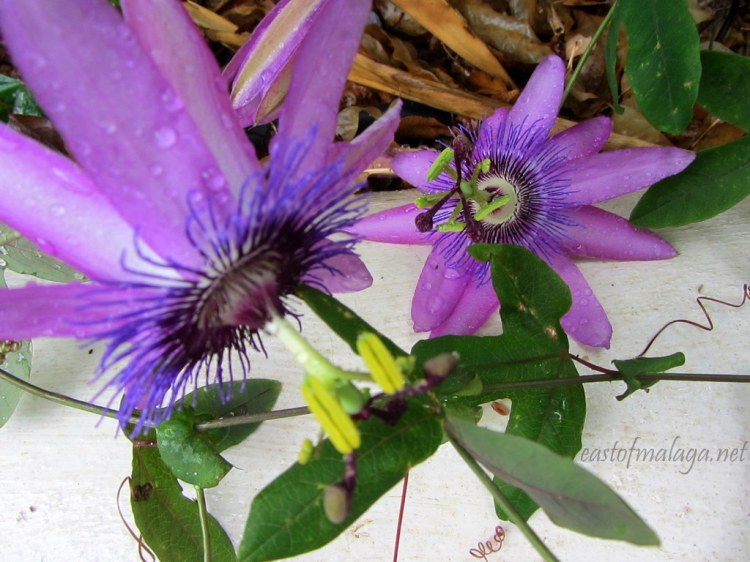 Raindrops on puple passionflowers