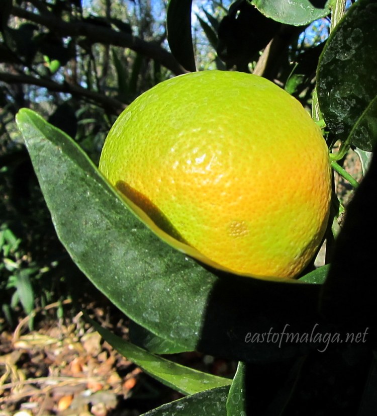 Oranges almost ripe Oct 31st, southern Spain 