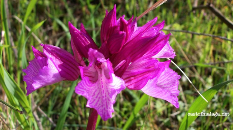 wild orchid