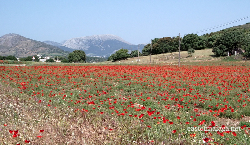 Field of wild poppies near to Ventas de Zafarraya