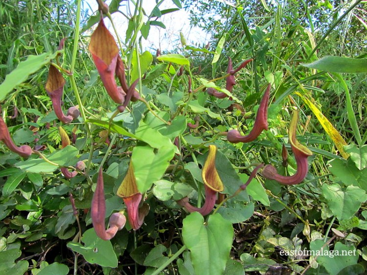 Wildflowers of Andalucia
