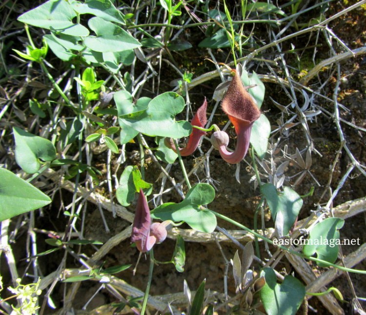 Wildflowers of Andalucia