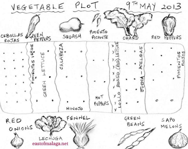Vegetable plot - planting plan