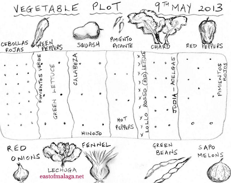 Vegetable plot - planting plan