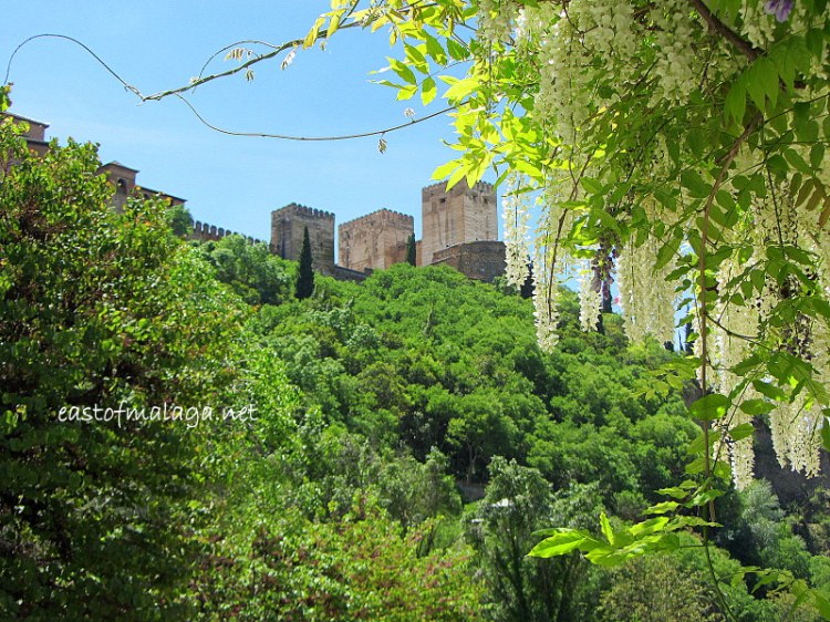 La Alhambra through wisteria