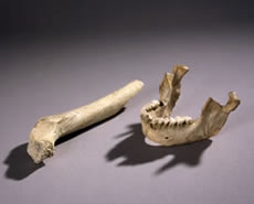 Mandible and femur from Zafarraya