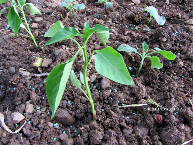 Newly planted red peppers