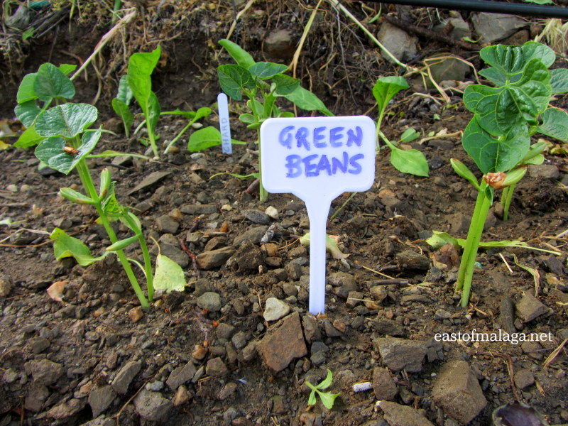 Newly planted green beans