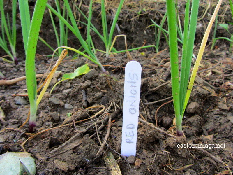 Newly planted red onions