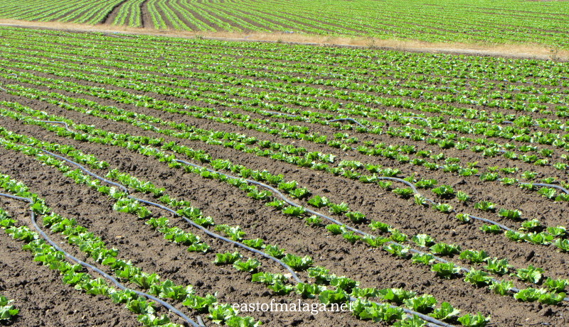 Young vegetables growing at Zafarraya, Spain