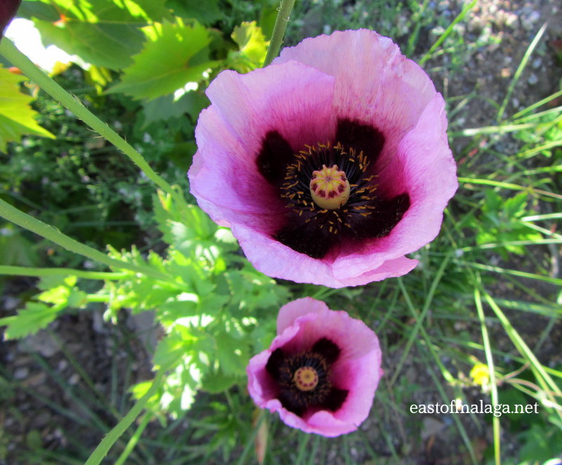 Wild poppies, Andalucia