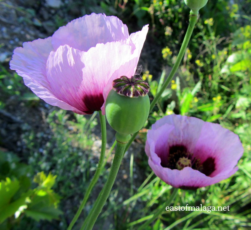 Wild poppies in Andalucia