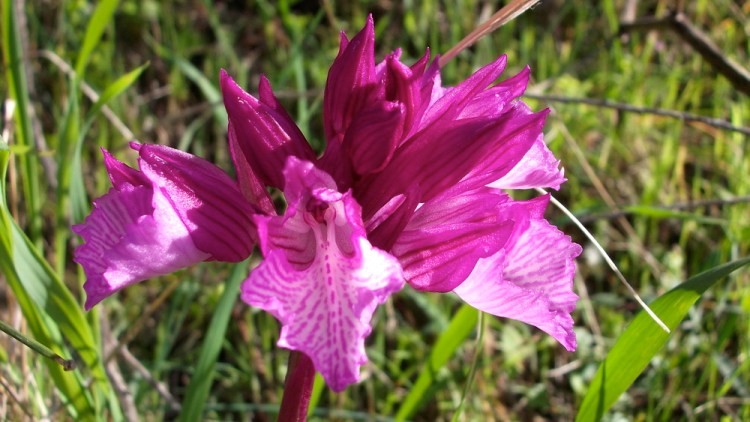 Wild orchids in the garden