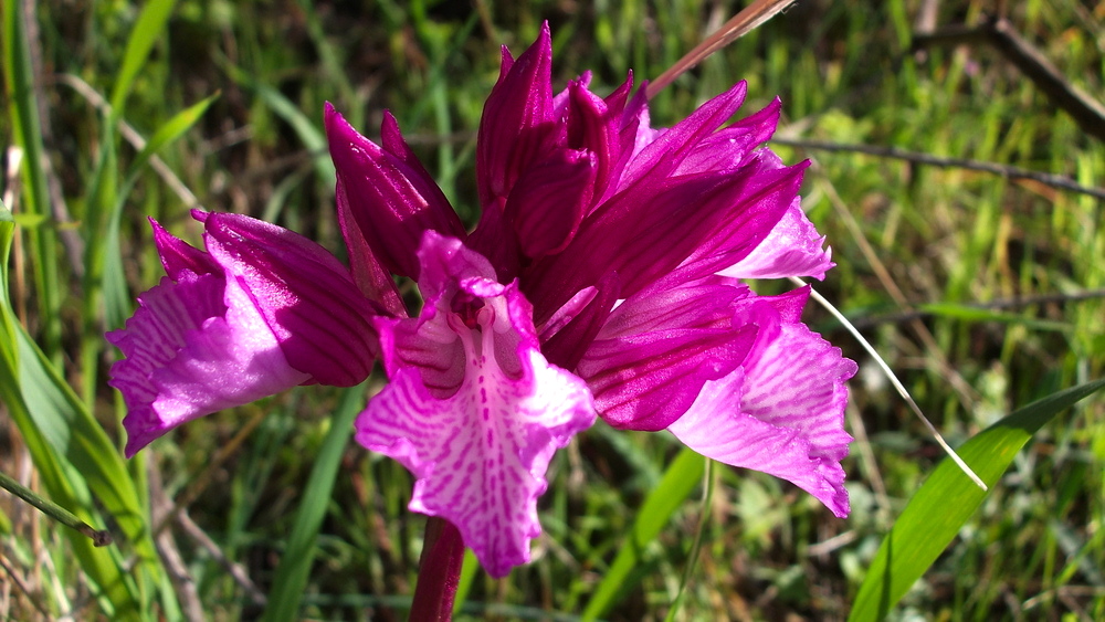 Wild orchids in the garden