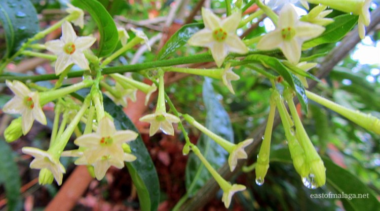 Dama de Noche on a rainy day in Spain