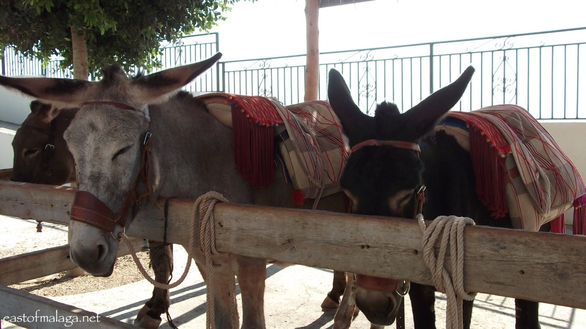 Donkey taxis for rent in Comares