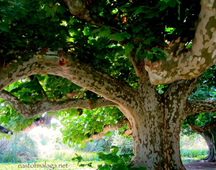 Gorgeous tree and bark