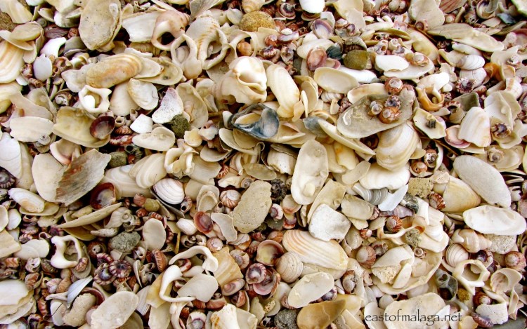 Shell beach, New Zealand