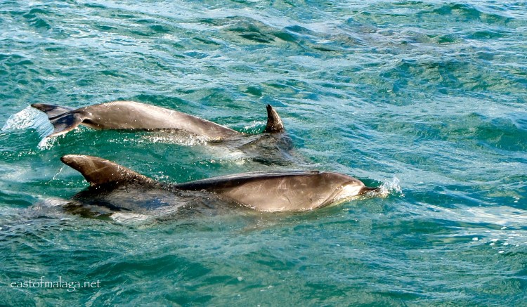 Dolphins in the Bay of Islands, New Zealand
