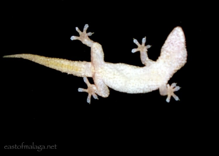 Gecko through the window