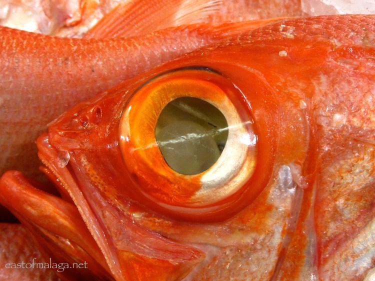 Alfonsino fish, New Zealand