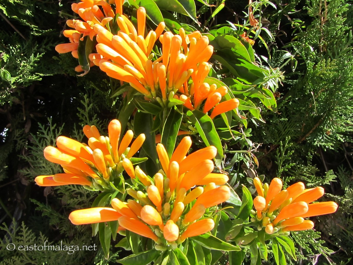 PYROSTEGIA VENUSTA (Orange trumpet vine)