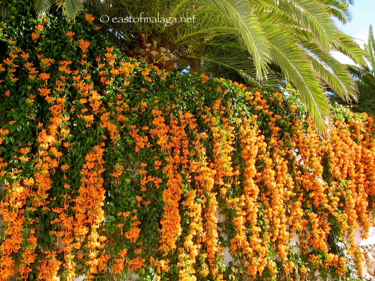 PYROSTEGIA VENUSTA (Orange trumpet vine)