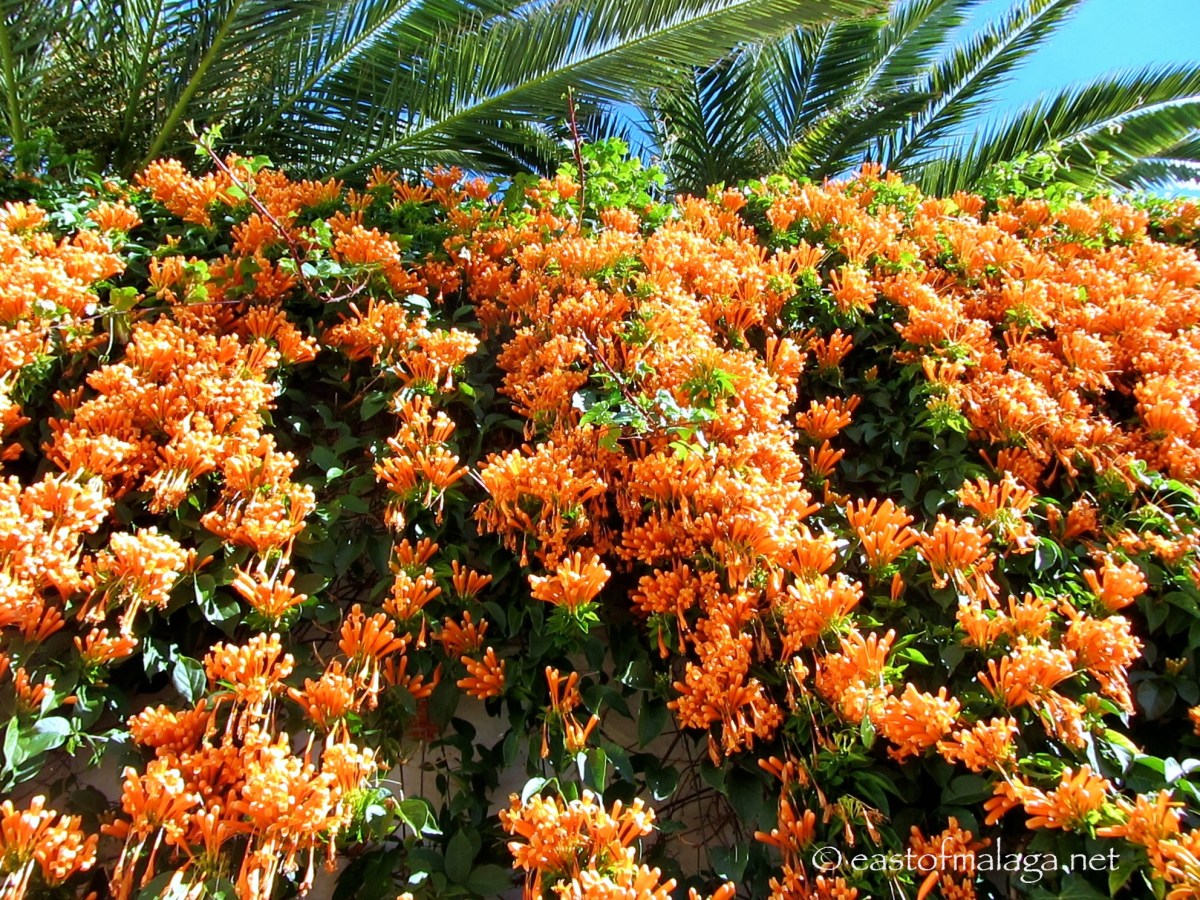 PYROSTEGIA VENUSTA (Orange trumpet vine)