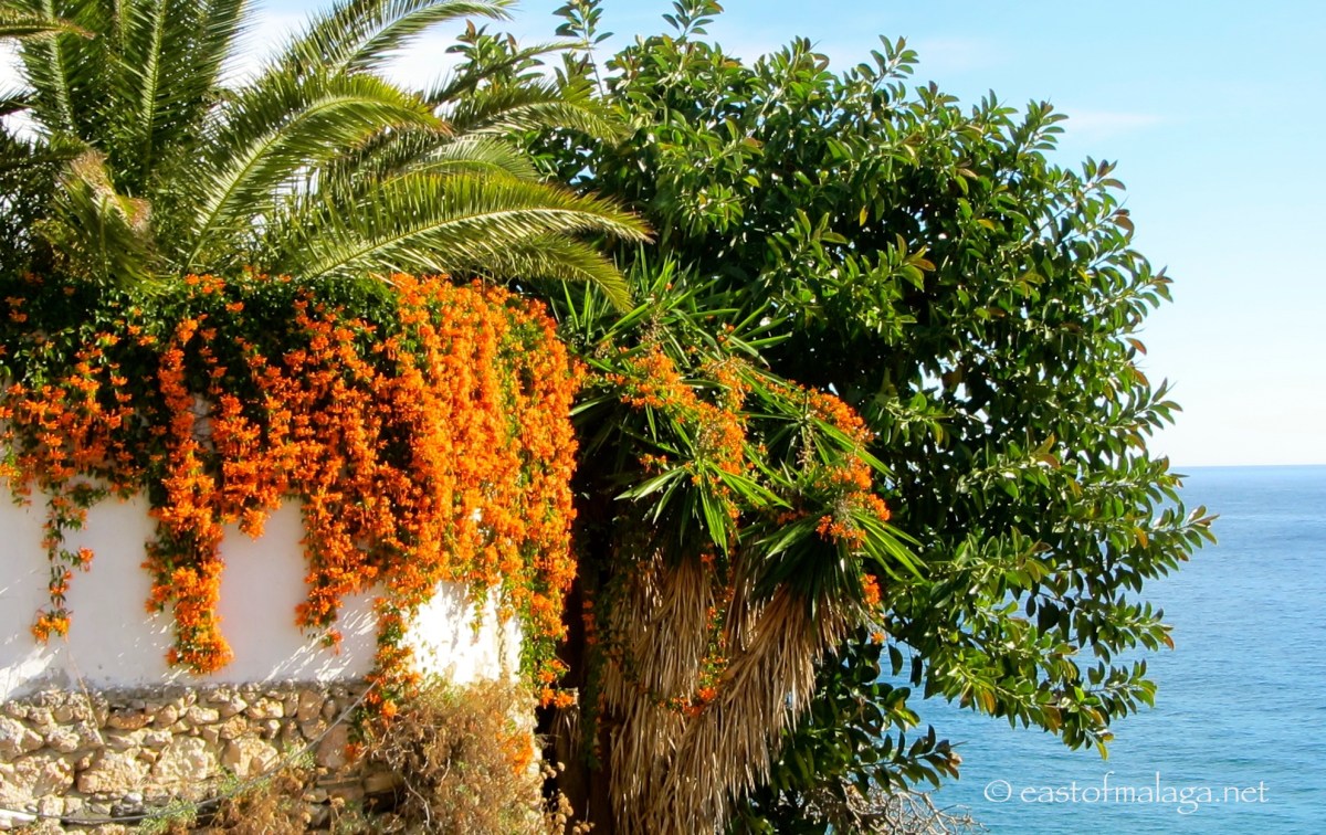 PYROSTEGIA VENUSTA (Orange trumpet vine)