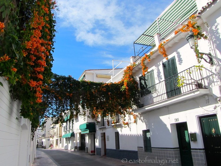PYROSTEGIA VENUSTA (Orange trumpet vine)