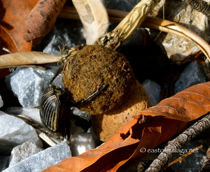 Dung beetle, Spain
