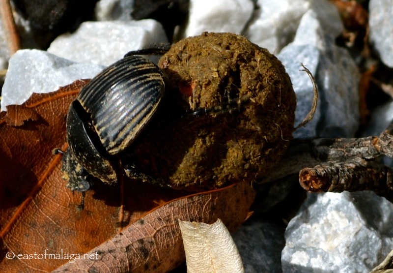 Dung beetle, Spain