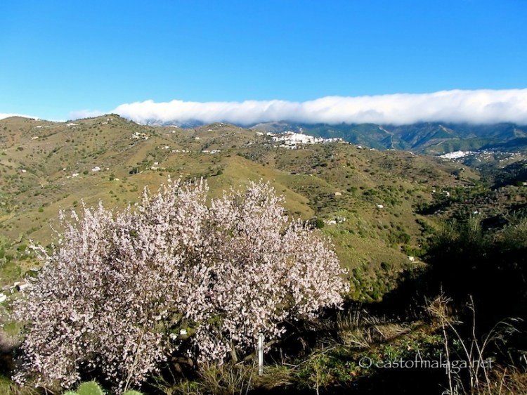 Two white villages and pink almond blossom, Andalucia